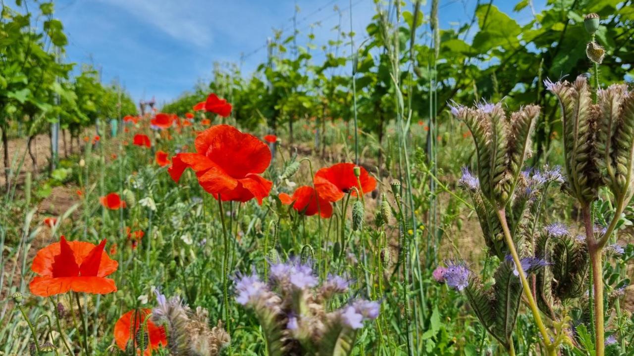Pension Vinarstvi Klucov المظهر الخارجي الصورة